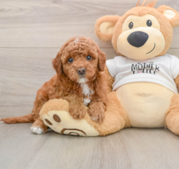 6 week old Mini Goldendoodle Puppy For Sale - Premier Pups