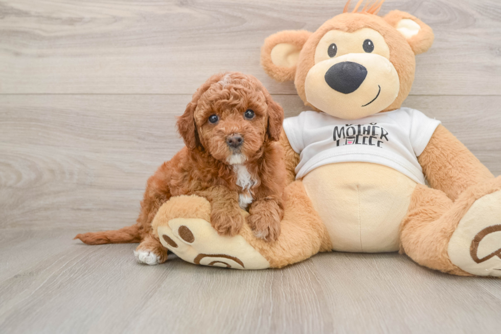 Mini Goldendoodle Pup Being Cute