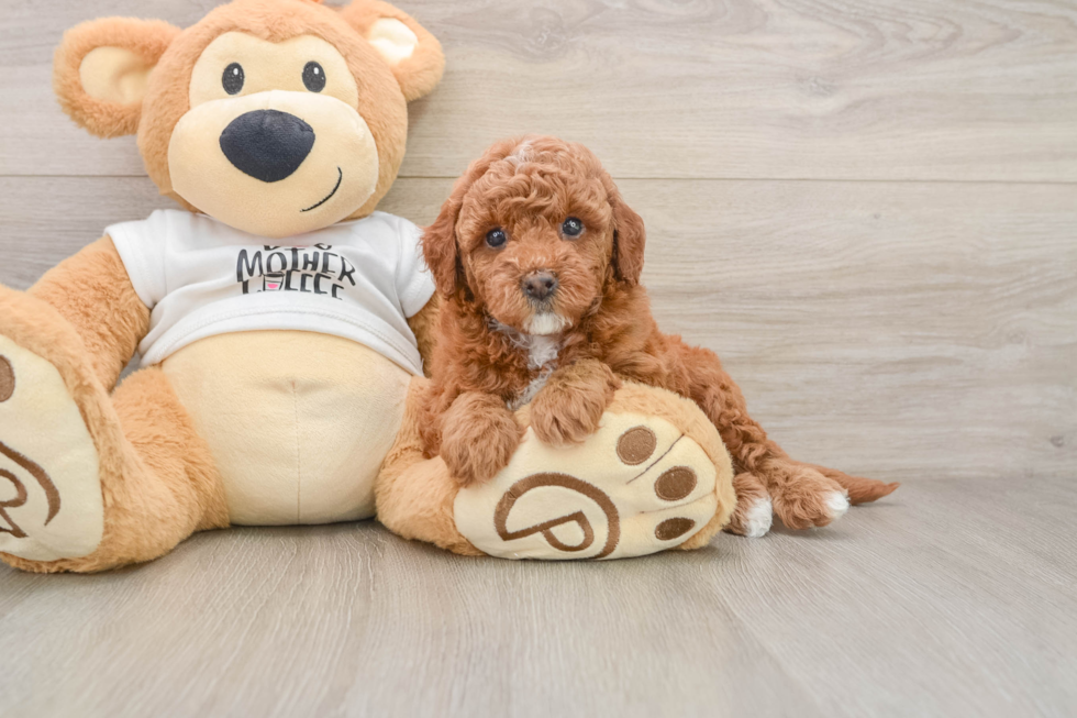 Mini Goldendoodle Puppy for Adoption