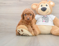7 week old Mini Goldendoodle Puppy For Sale - Premier Pups