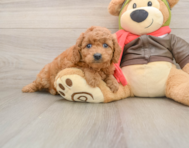 7 week old Mini Goldendoodle Puppy For Sale - Premier Pups