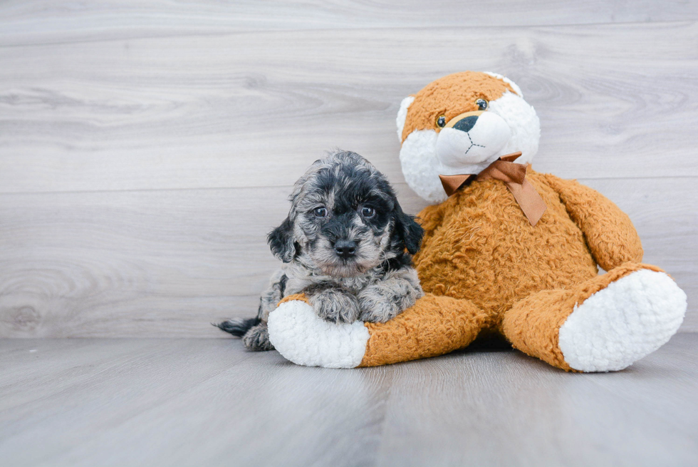 Little Golden Retriever Poodle Mix Puppy
