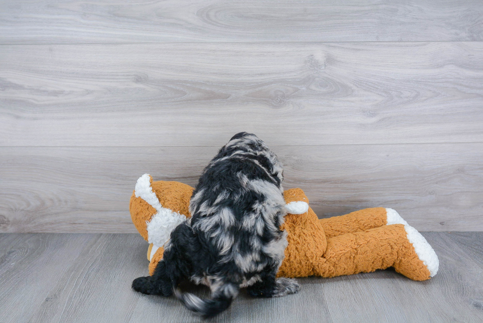 Sweet Mini Goldendoodle Baby