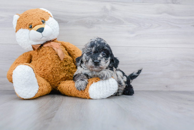 Mini Goldendoodle Puppy for Adoption