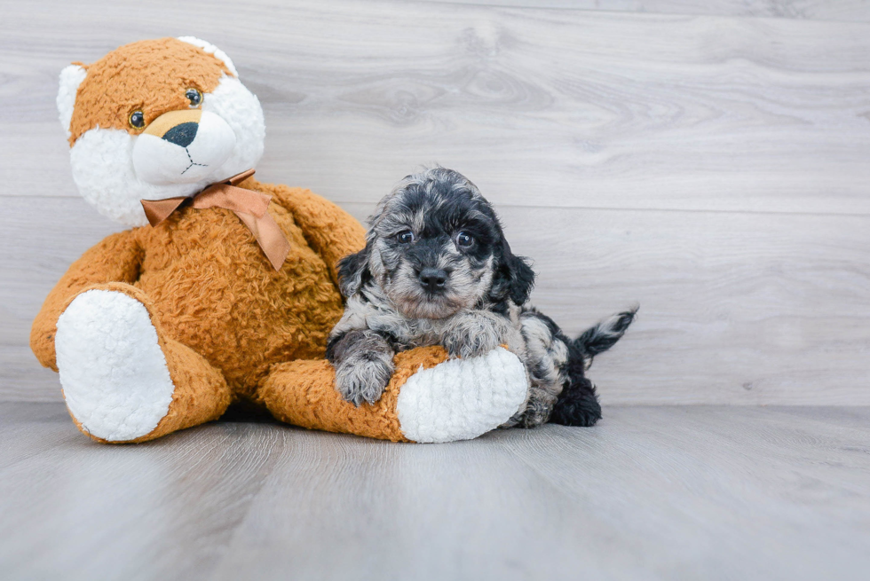 Mini Goldendoodle Puppy for Adoption