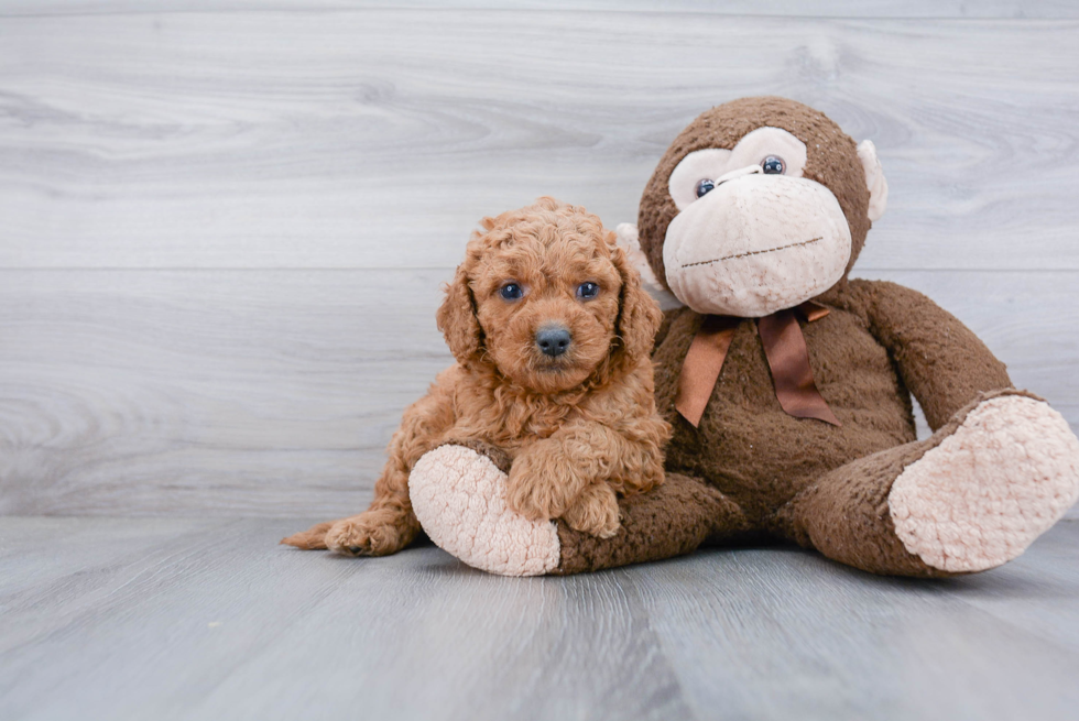 Mini Goldendoodle Puppy for Adoption