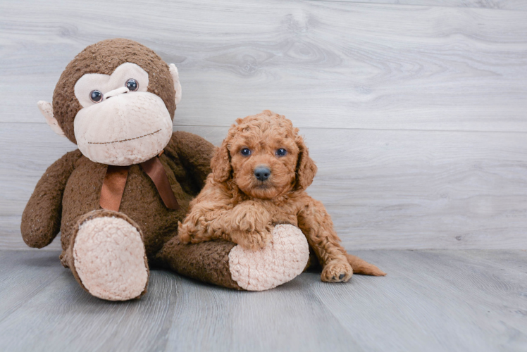 Best Mini Goldendoodle Baby