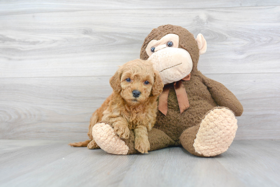 Mini Goldendoodle Puppy for Adoption