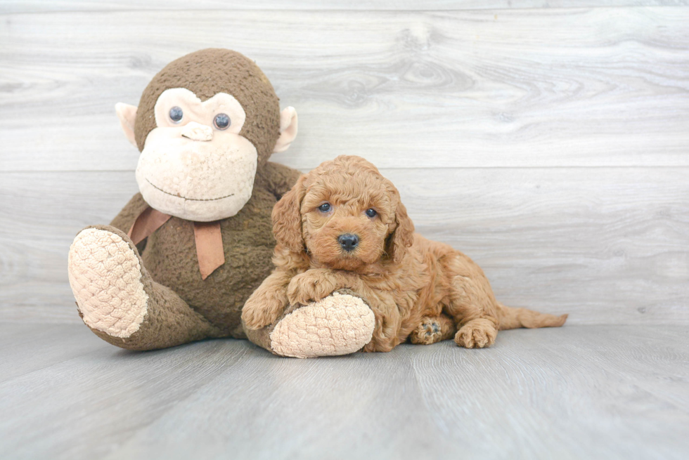 Hypoallergenic Golden Retriever Poodle Mix Puppy