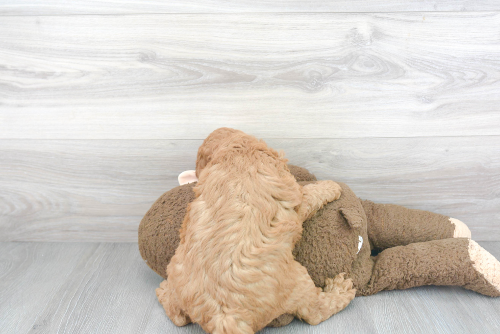 Best Mini Goldendoodle Baby