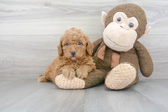 Adorable Golden Retriever Poodle Mix Puppy