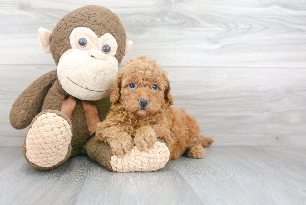 Smart Mini Goldendoodle Poodle Mix Pup