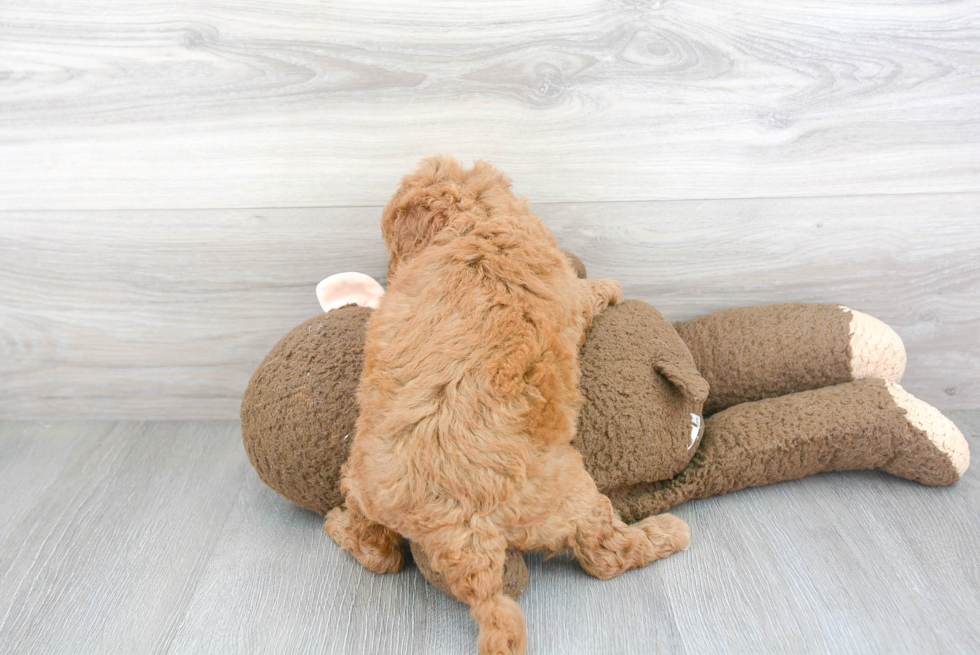 Mini Goldendoodle Pup Being Cute