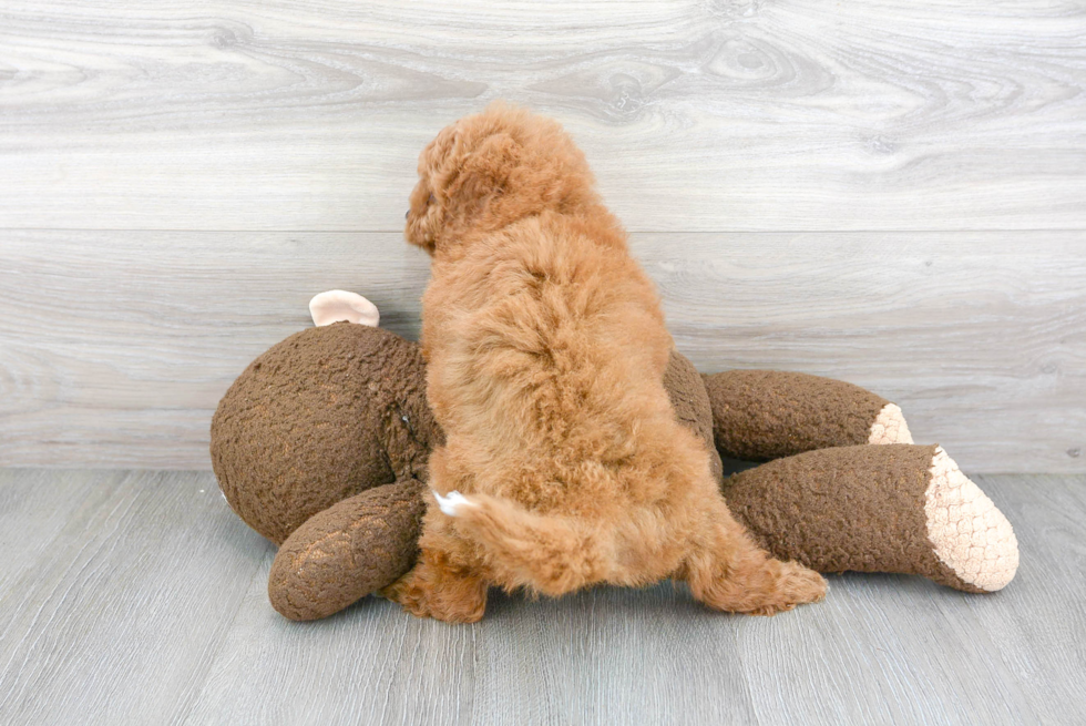 Mini Goldendoodle Puppy for Adoption