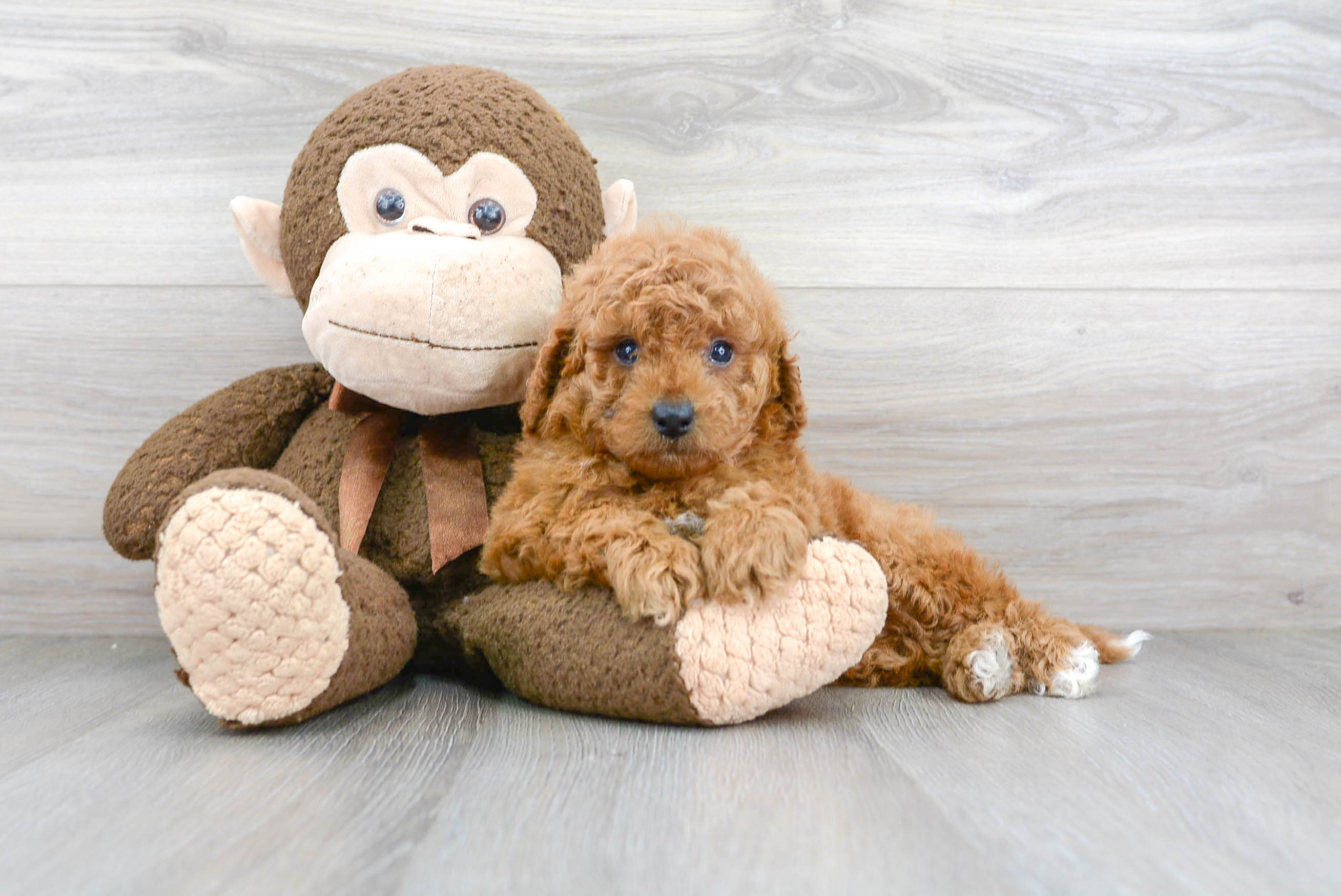 Mini Goldendoodle Pup Being Cute