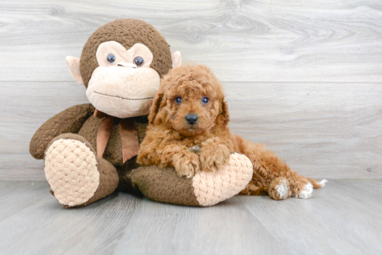 Mini Goldendoodle Pup Being Cute