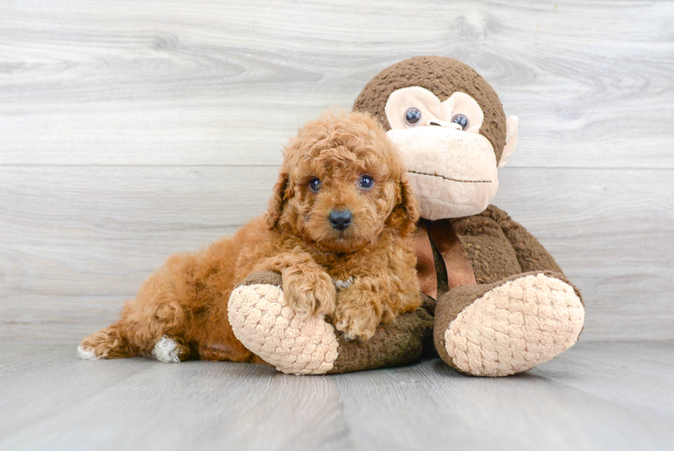 Playful Golden Retriever Poodle Mix Puppy