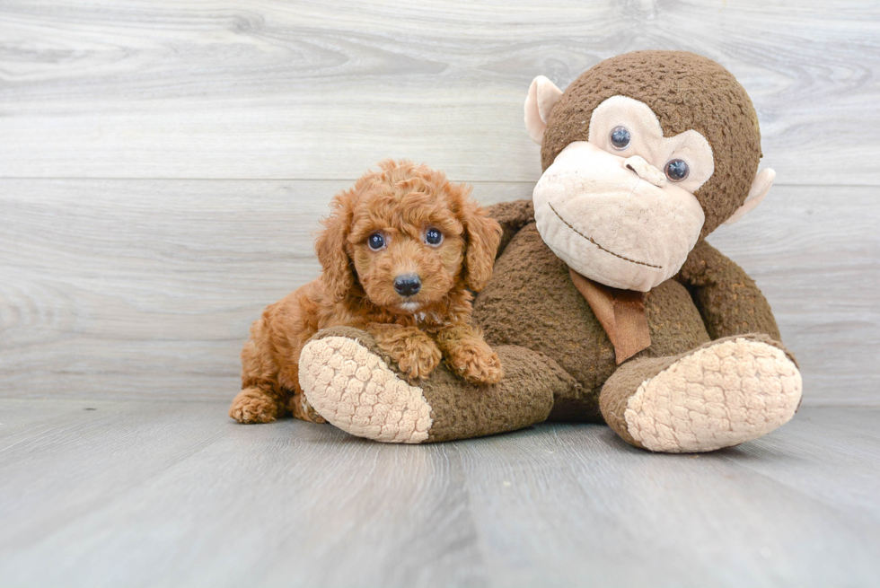 Cute Mini Goldendoodle Baby