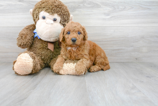 Small Mini Goldendoodle Baby