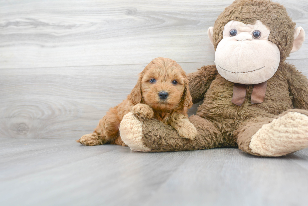 Energetic Golden Retriever Poodle Mix Puppy