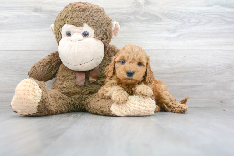 Mini Goldendoodle Puppy for Adoption