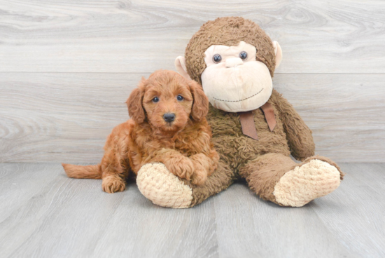 Best Mini Goldendoodle Baby