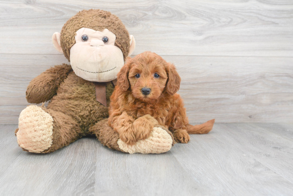 Mini Goldendoodle Pup Being Cute