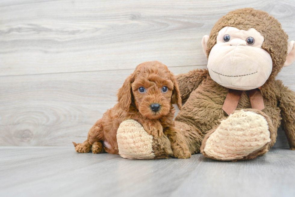 Smart Mini Goldendoodle Poodle Mix Pup