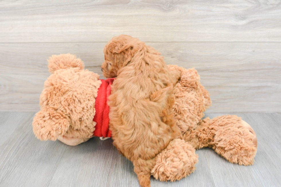 Hypoallergenic Golden Retriever Poodle Mix Puppy