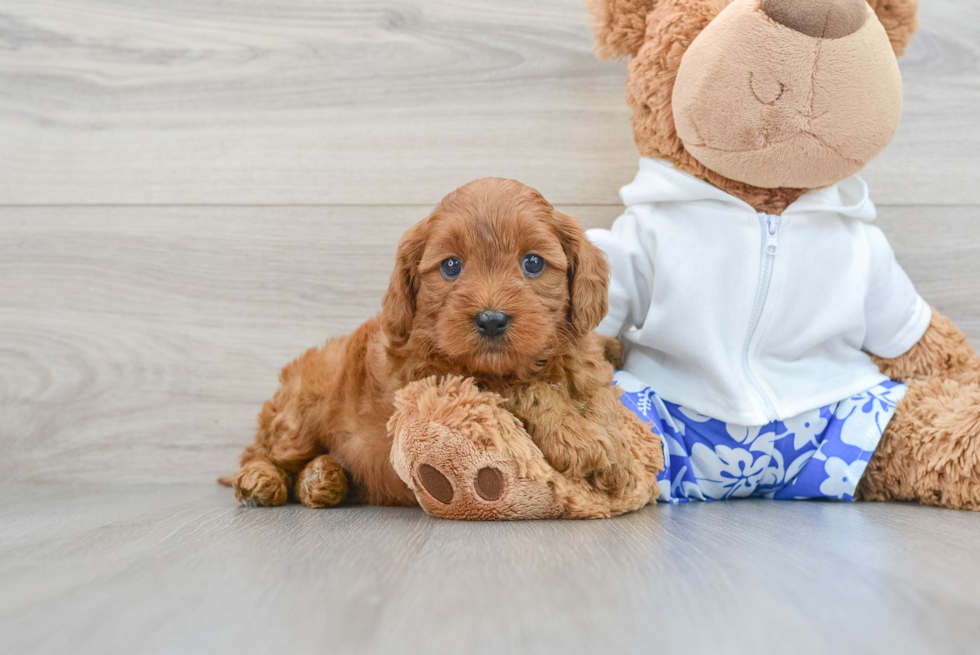 Friendly Mini Goldendoodle Baby