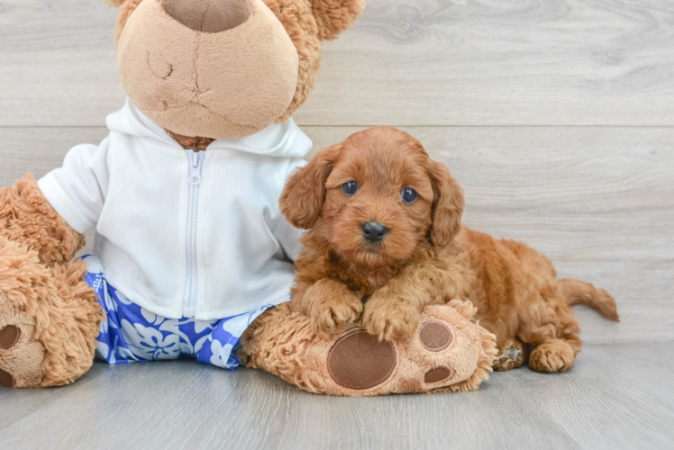 Hypoallergenic Golden Retriever Poodle Mix Puppy