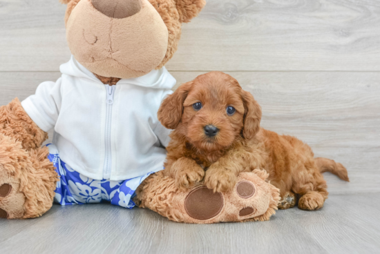 Hypoallergenic Golden Retriever Poodle Mix Puppy