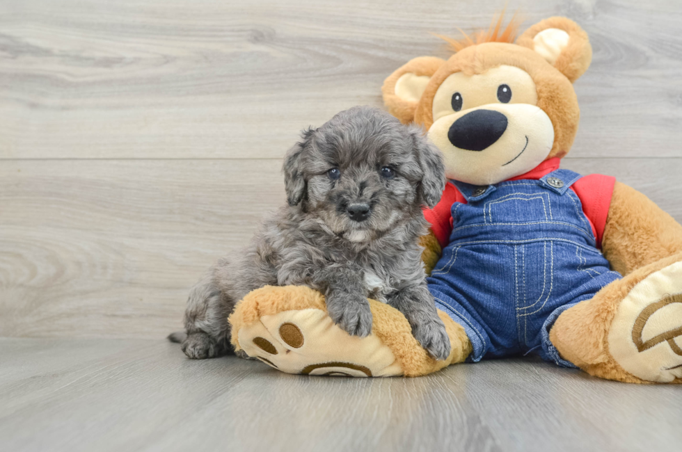 6 week old Mini Goldendoodle Puppy For Sale - Premier Pups