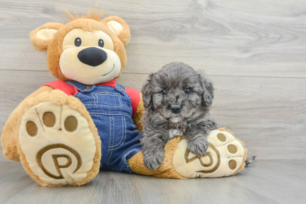 Mini Goldendoodle Pup Being Cute