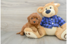 Mini Goldendoodle Puppy for Adoption