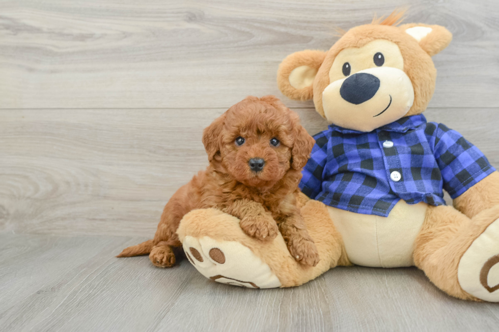 Mini Goldendoodle Puppy for Adoption