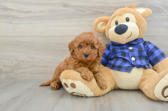 Mini Goldendoodle Puppy for Adoption
