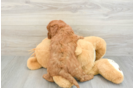 Happy Mini Goldendoodle Baby