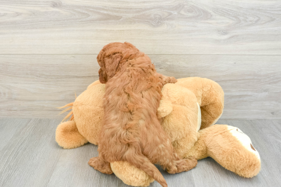 Happy Mini Goldendoodle Baby