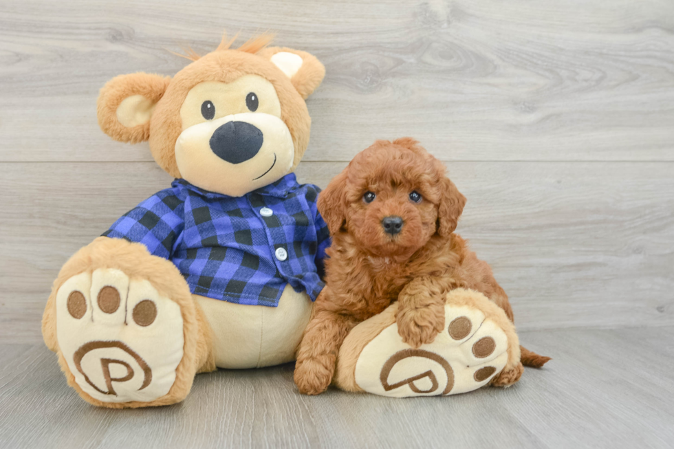 Smart Mini Goldendoodle Poodle Mix Pup