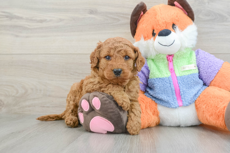 5 week old Mini Goldendoodle Puppy For Sale - Premier Pups