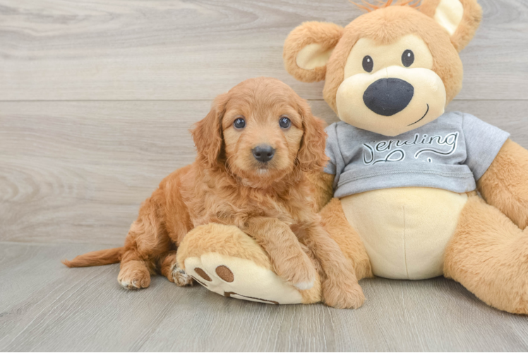 Smart Mini Goldendoodle Poodle Mix Pup
