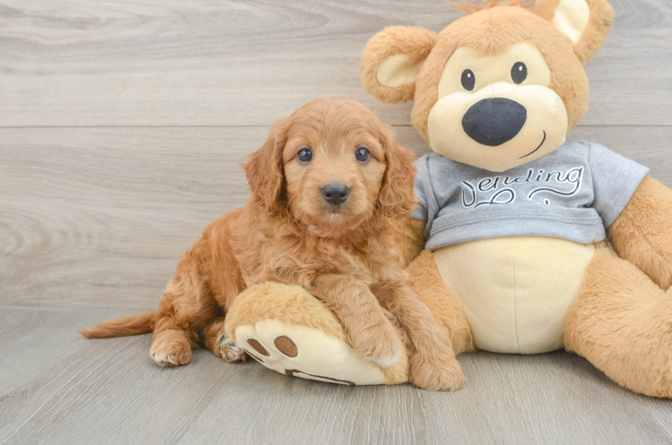 6 week old Mini Goldendoodle Puppy For Sale - Premier Pups