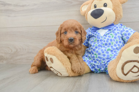 Popular Mini Goldendoodle Poodle Mix Pup