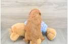 Petite Mini Goldendoodle Poodle Mix Pup