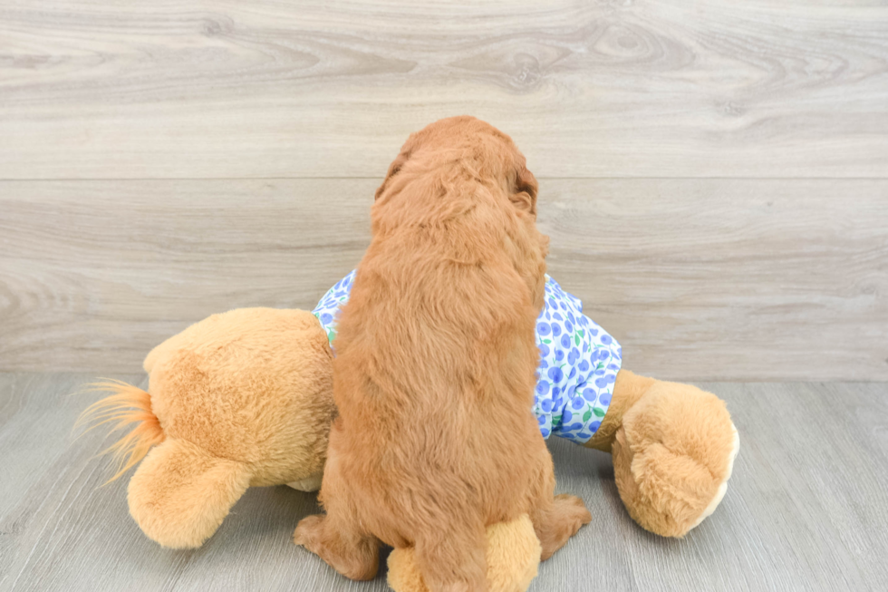 Petite Mini Goldendoodle Poodle Mix Pup