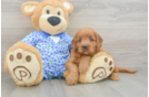 Mini Goldendoodle Pup Being Cute