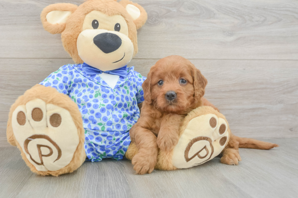 Mini Goldendoodle Pup Being Cute