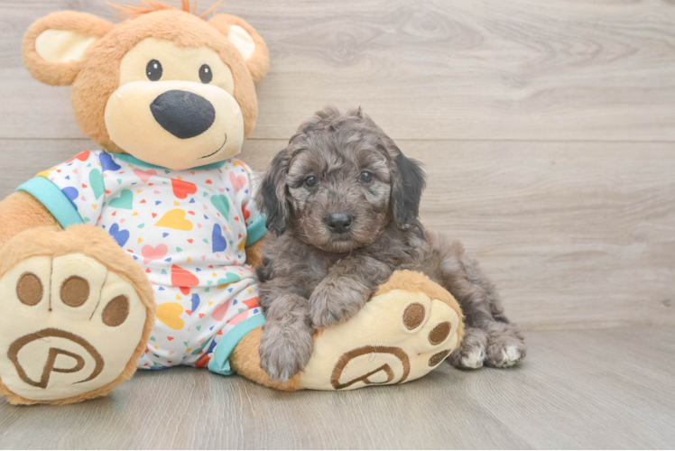 Playful Mini Groodle Poodle Mix Puppy