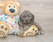 5 week old Mini Goldendoodle Puppy For Sale - Premier Pups
